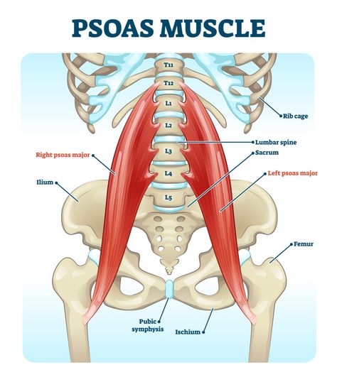 Hip Impingement, Psoas Iliaque, Psoas Stretch, Nervus Vagus, Hip Flexor Exercises, Bursitis Hip, Muscle Stretches, Anatomy Medical, Piriformis Syndrome