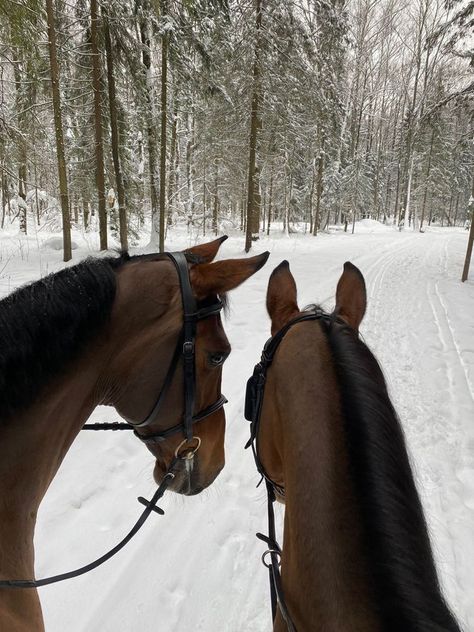 Horsey Life, Horse Riding Aesthetic, Winter Horse, Equestrian Aesthetic, Cute Horse Pictures, Horse Trainer, Horse Aesthetic, Equestrian Lifestyle, Horse Equestrian