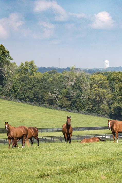 Throughbred Horses, Horse Healing, Horse Magazine, 2024 Goals, Make School, Taylor Made, Thoroughbred Horse, Horse World, Second Chances