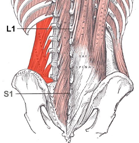 Corrective Exercise to Improve Your Deadlift Quadratus Lumborum Stretch, Quadratus Lumborum, Referred Pain, Causes Of Back Pain, Gluteal Muscles, Lower Back Muscles, Pelvic Tilt, Muscle Anatomy, Lower Back Exercises