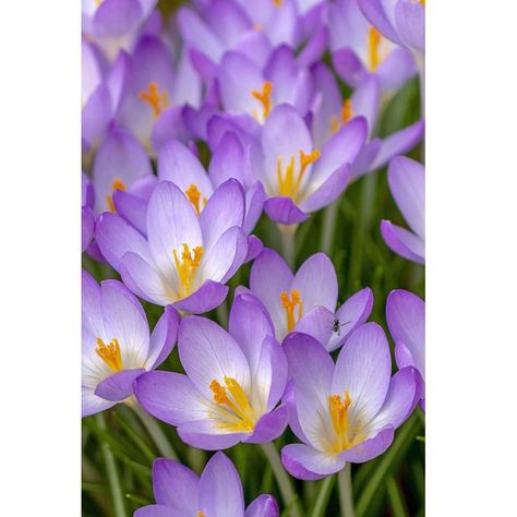 Crocus Flower Wallpaper, Violets Wallpaper Flower, Spring Flower Photography, Pretty Flowers Photography Nature, Crocus Wallpaper, Beautiful Flowers Pictures Nature, Violet Flower Photography, Flowers Close Up, Most Beautiful Flowers Photography