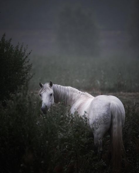 One fine morning 👌 Horse Inspiration, Horse Aesthetic, All The Pretty Horses, White Horses, The Fog, Equine Photography, Horse Life, Horse Photos, Pretty Horses