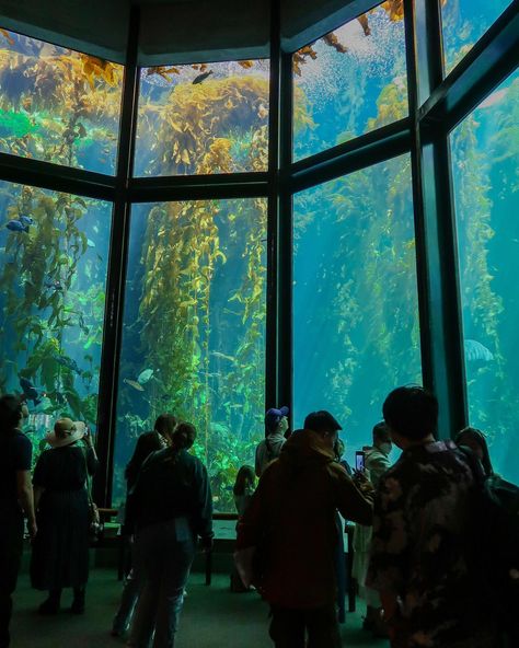 Gorgeous gorgeous Monterey Monterey Aquarium, Monterey Bay Aquarium, The Aquarium, Monterey Bay, Winter Travel, Monterey, Places To Go, First Time, The First