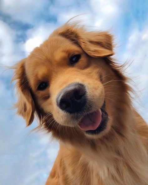 Perros Golden Retriever, Cute Dog Wallpaper, A Golden Retriever, Cute Dog Pictures, Retriever Puppy, Dogs Golden Retriever, Cute Dogs And Puppies, Cute Animal Photos