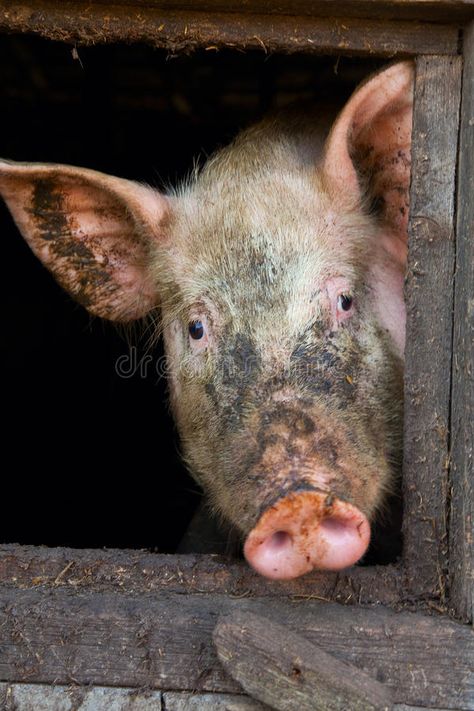 Pig in a stall. The big dirty pig in a stall stock photos Pig Pictures, Luxury Bags Collection, This Little Piggy, A Level Art, My Mother, Photo Posters, Pigs, Animals And Pets, Make Me Smile