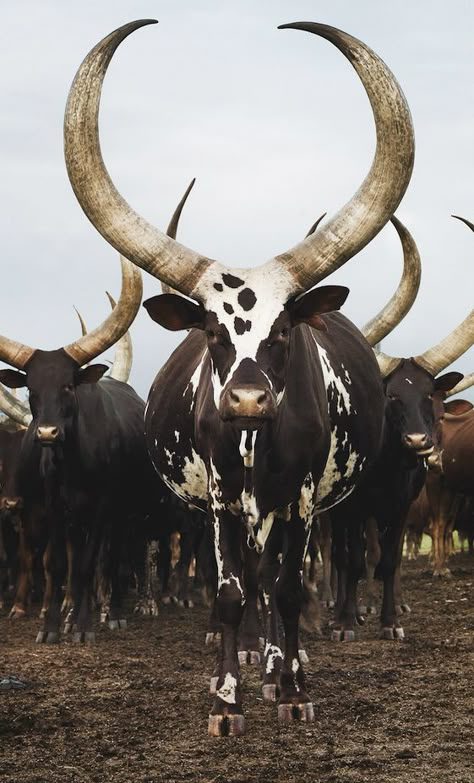 Ankole herd, Lake Mburo district, Nyabushozi, Western Region, Uganda, 2012. South African Animals, Animals With Horns, Regnul Animal, Long Horn, Festival Photo, Interesting Animals, Mule Deer, Unusual Animals, Rare Animals