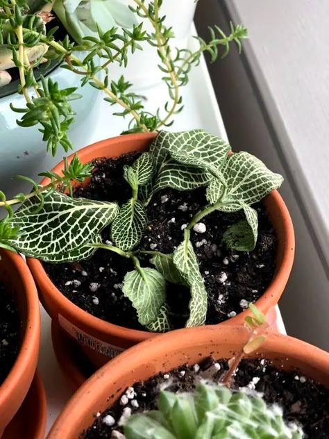 Why Is My Nerve Plant Drooping - 5 Common Reasons! 2 Nerve Plant Terrariums, Nerve Plant, Rainforest Plants, Plant Problems, Central Heating System, Home Vegetable Garden, Dry Leaf, Tall Plants, Yellow Leaves