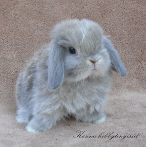 Pet Bunny Rabbits, Cute Bunny Pictures, Cutee Animals, Cute Small Animals, Cute Baby Bunnies, Cute Animals Puppies, Baby Animals Pictures, Blue Bunny, Cuddly Animals