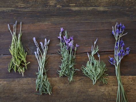 Know your lavenders. See more in Everything You Need to Know About Lavender (Plus 5 Kinds to Grow). See Photograph by Aya Brackett. Knot Garden Design, Types Of Lavender, Knot Garden, Spanish Lavender, Lavender Herb, Dozen Roses, Dried Lavender Flowers, Herb Gardens, Lavender Garden