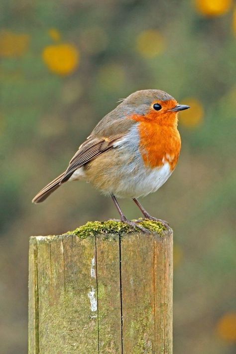 Cool Nature, European Robin, Flycatchers, Robin Bird, Nature Birds, Arte Inspo, Nature Tattoos, Bird Pictures, Bird Drawings