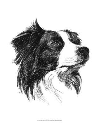 Border Collie Sketch Drawings, Border Collie Drawings, Border Collie Drawing, Watercolour Dogs, Beach Dogs, Border Collie Art, Snoopy Images, 강아지 그림, Border Collie Dog