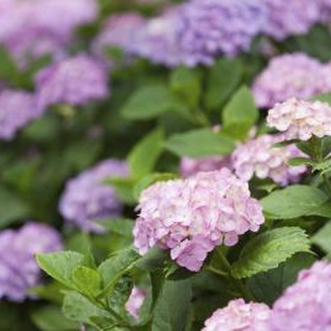 It's easy to forget, when you plant hydrangeas, just how large each one can grow. Transplanting Hydrangeas, Saving Seeds, Edible Landscape, Large Hydrangea, Big Leaf Hydrangea, Hydrangea Shrub, Types Of Hydrangeas, Divide And Conquer, Landscaping Around Trees