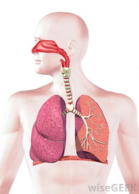 human-respiratory-system. possibly useful for charting nasal polyps, breathing problems, collapsed lung, sinus, vocal chord, & other upper respiratory symptoms Human Respiratory System, Human Lungs, The Respiratory System, Human Organ, Organ System, Cardiovascular System, Cross Section, Surprising Facts, Respiratory System