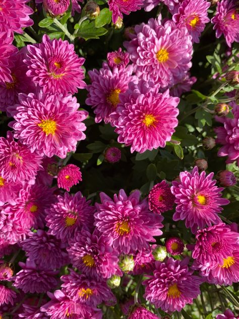 #Purple #Mums #NJ #Flowers Purple Mums, Mums Flowers, Flowers Purple, Jaguar, Bouquets, Violet, Purple, Flowers