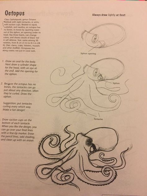 Octopus How To Draw, How To Draw A Kraken, Octopus Drawing Reference, How To Draw A Octopus Step By Step, How To Draw Sea Animals Step By Step, Octopus Simple Drawing, How To Draw A Squid, How To Draw An Octopus, How To Draw Sea Animals