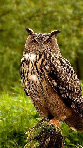 owl. by vadaka1986 Owl Habitat, Owl Sounds, Owl In Tree, Owl Ears, Owl Species, Awesome Owls, Long Eared Owl, Owl Photography, Eagle Owl