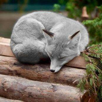 Raposa-prateada (Vulpes vulpes). Elas são caçadoras solitárias que se alimentam de roedores, coelhos, pássaros e outros animais de pequeno porte. A raposa de prata tem uma pelagem de cor prateada e uma cauda grande e espessa usada para isolamento durante os meses de inverno e também para sinalizar outra raposa à distância. Volpe Artica, Fox Pictures, 웃긴 사진, Cute Animal Pictures, Cute Creatures, Sweet Animals, Animal Photo, Nature Animals, 귀여운 동물