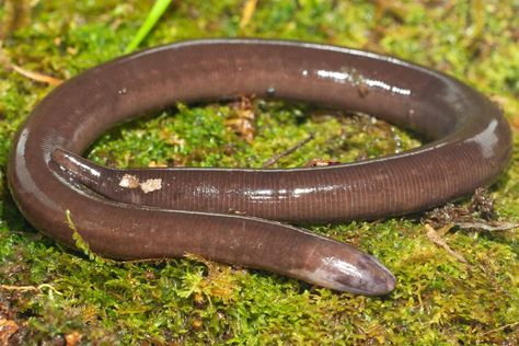 Caecilians, the Snake-Like Amphibians Animal Encyclopedia, Animal Supplies, Animal Funny, Human Babies, Young Animal, Earthworms, Shiva Art, Silly Animals, Reptiles And Amphibians