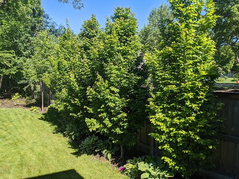 Hornbeam Tree, Exterior Decor, Grown Up, Trees, Exterior, Plants