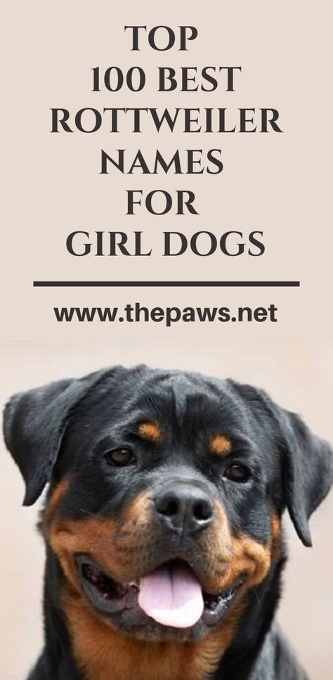 Here is the ultimate list of Top 100 Best Rottweiler Names for Girl Dogs: #rotteiler #rottweilernames #dognames #girldognames #thepaws #pet #dog Good Girl Dog Names, Names For Girl Dogs, Rottweiler Dog Names, Puppy Names Unique, Female Rottweiler, Puppies Names Female, Names For Girl, Rottweiler Names, Rottweiler Pictures