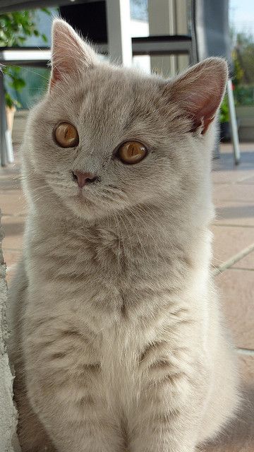 Sweet Kitty, British Shorthair Cats, Cute Cat Breeds, Grey Cat, British Shorthair, Domestic Cat, Cute Cats And Kittens, Cute Kittens, Kitty Cats