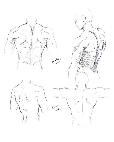 Male Torso back by shinsengumi77 on deviantART Sketches Figures, Mannequin Poses, Torso Drawing, Poses Sketch, Men Reference, Male Body Drawing, Male Drawing, Back Drawing, Male Figure Drawing