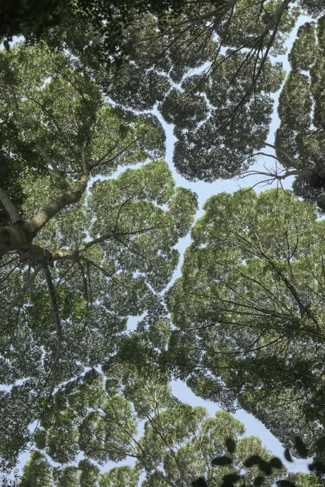 Crown Shyness, Patterns In Nature, Looking Up, Mother Nature, In Nature, Art Inspo, Nature Photography, Mood Board, Vision Board