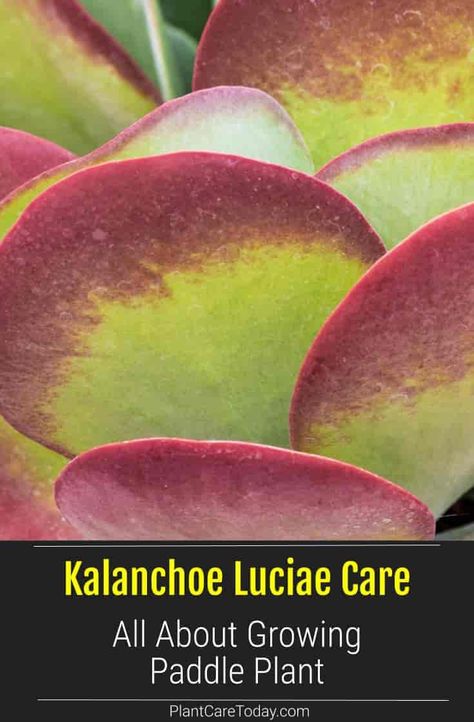 Paddle Plant Succulents, Kalanchoe Flapjack, Kalanchoe Luciae, Paddle Plant, Wine Leaves, Houseplant Care, Household Plants, Texas Gardening, Plant Parent