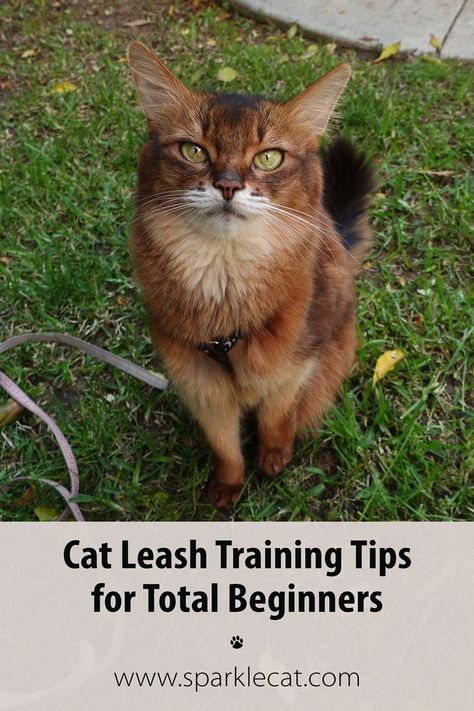 Somali cat on a leash. Text reads: Cat Leash Training Tips for Total Beginners Cat Summer, Cat Leash, Leash Training, Cat Training, Training Tips, Cat Life, Get Started, Kitty, Train