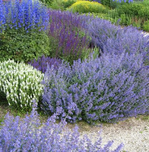 Perennials That Bloom All Spring and Summer | eHow Cat Mint Plant, Short Perennials, Cat Mint, Edging Plants, Landscape Borders, Mint Plants, Cottage Gardens, Flower Landscape, Landscape Plans