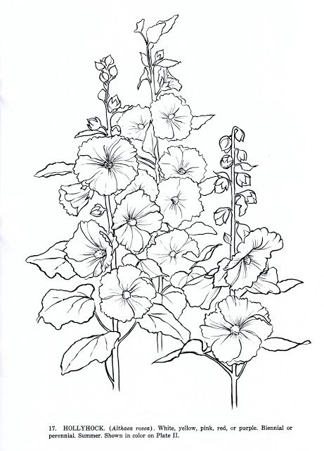 Bless This Day Flower Coloring Sheets, Hollyhocks Flowers, Flower Line Drawings, Garden Drawing, Dover Publications, Illustration Botanique, Floral Drawing, Flower Coloring Pages, Digi Stamps