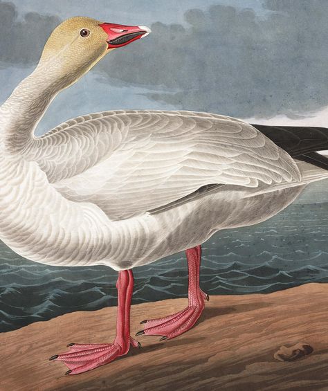 Snow Goose Beach Themed Rooms, Audubon Prints, White Pelican, Pelican Art, Beach Birds, Vintage Bird Illustration, American Birds, Audubon Birds, Illustration Kunst