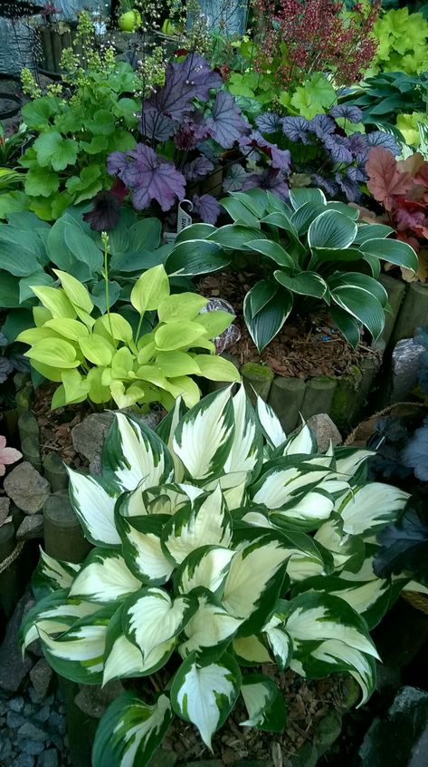 Rectangle Garden Design, Shade Garden Plants, Hosta Gardens, Side Yards, Have Inspiration, Easy Garden, Shade Plants, Garden Cottage, Small Backyard Landscaping