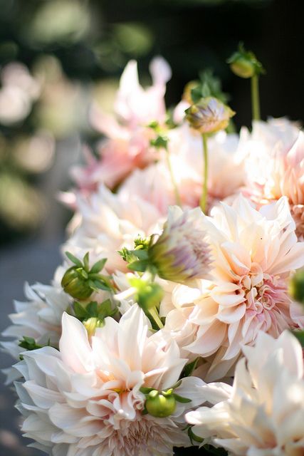 Cafe Aulait Dahlias, Floret Flowers, Dahlias Garden, Hydrangea Care, Cut Flower Garden, Pink Garden, Dahlia Flower, Favorite Flowers, Deco Floral