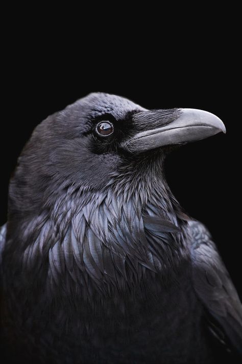 Profile Of A Raven With A Black Photograph by Mint Images - Art Wolfe Raven Photo, Raven Photography, Mountain Ash Tree, Regard Animal, Arte Pin Up, Quoth The Raven, Raven Bird, Crow Art, Raven Art