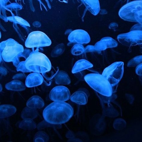 Dark Blue Beach Aesthetic, Deep Ocean Aesthetic Dark, Midnight Blue Aesthetic, Blue Aesthetic Grunge, Blue Widget, Blue Vibes, Blue Aesthetic Dark, Dark Blue Wallpaper, Blue Jellyfish