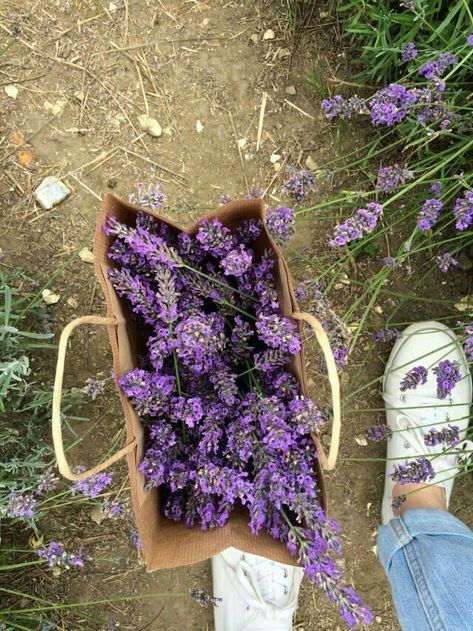 #wattpad #random Sorry bitches. Art hoes only. Jk. But actually tho Photography Inspiration Nature, Lavender Aesthetic, Plant Aesthetic, No Rain, Cottagecore Aesthetic, Spring Aesthetic, Lavender Flowers, Purple Aesthetic, Nature Aesthetic