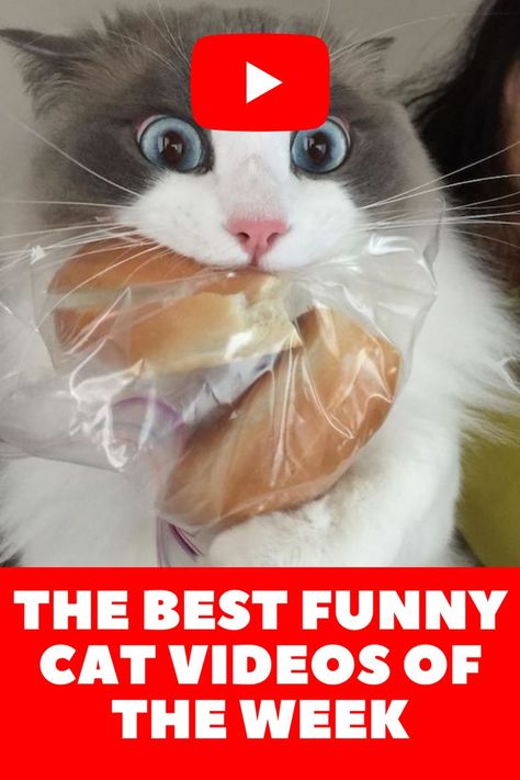 Funniest Cat, Funny Cat Compilation, Curiosity Killed The Cat, Dog Poses, Head Off, Dog Photograph, Can't Stop Laughing, Cat Sitting, Grumpy Cat