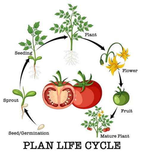 Life Cycle Worksheet, Plant Life Cycle Worksheet, Tanaman Tomat, Cycle Pictures, Cycle Drawing, Cycle For Kids, Plants Worksheets, Family Tree Craft, Spring Worksheet