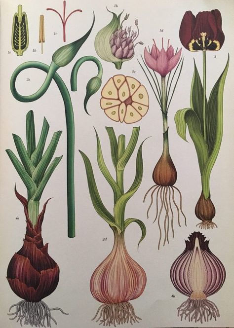 Botanicum Book: Garlic other bulbs Garlic Shoots, Katie Scott, Illustration Botanique, Desenho Tattoo, Vintage Botanical Prints, Scientific Illustration, Plant Illustration, Botanical Drawings, Plant Art