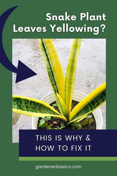 Don't worry, your snake plant is not in danger of dying. Here are some tips on how to fix the problem and get your leaves back to their former glory. Keep your snake plants healthy and thriving with this easy care guide to remedy this common snake plant problem. Tap now. snake plant care yellow leaves // snake plant yellow leaves // yellow leaves on snake plant // snake plant leaf problems Snake Plant Decor, Jade Plant Care, Plant Leaves Turning Yellow, Repotting Plants, Gardening Herbs, How To Water Succulents, Snake Plant Care, Garden Problems, Herbs Plants