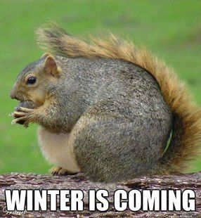 Winter Is Coming. Squirrel Edition. Funny Squirrel Pictures, Fat Squirrel, Fat Animals, Squirrel Pictures, Squirrel Funny, Cute Squirrel, A Squirrel, Baby Squirrel, Hamsters