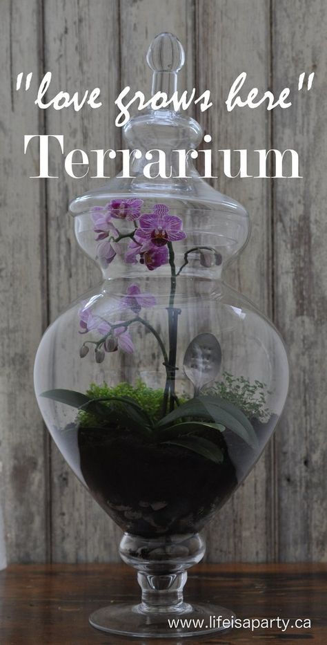 Plants Room Aesthetic, Indoor Plant Hacks, Cactus Indoor, Make A Terrarium, Space Plants, Orchid Terrarium, Victorian Greenhouse, Indoor Plants Styling, Terrarium Jar