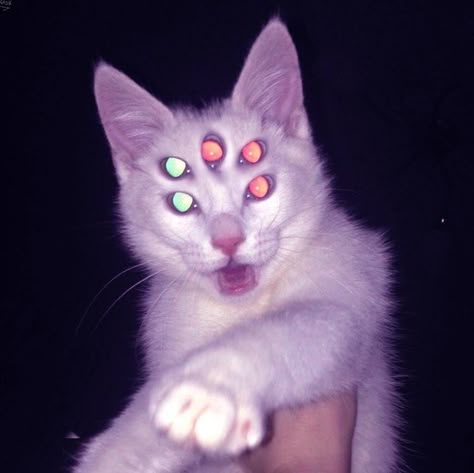 Starflesh Aesthetic, Starflesh Core Aesthetic, Weird Core, Silly Animals, Cat Aesthetic, Silly Cats, Drawing Inspo, Kitty Cat, Dark Aesthetic