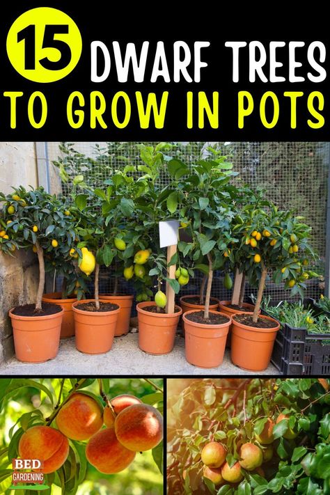 Potatoe Tower, Asparagus Bed, Indoor Fruit Trees, Fruit Trees In Containers, Apple Plant, Potted Fruit Trees, Fruit Tree Garden, Growing Fruit Trees, Victory Garden