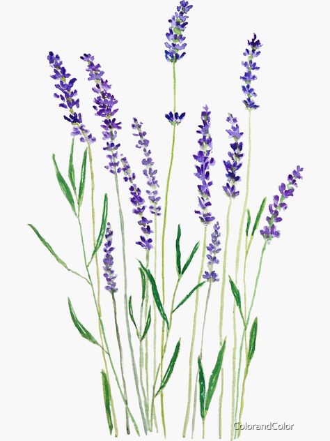 "purple lavender " Sticker by ColorandColor | Redbubble Lavender Tattoo, Hawaiian Party Decorations, Beautiful Flower Drawings, 자수 디자인, Flower Quotes, Flower Doodles, Purple Lavender, Arte Floral, Lavender Flowers