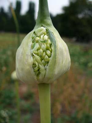 Planting Garlic In Fall, Garlic Garden, Garlic Flower, Garlic Seeds, Planting Garlic, Harvesting Herbs, Garlic Scapes, Growing Garlic, Vegetable Garden Diy