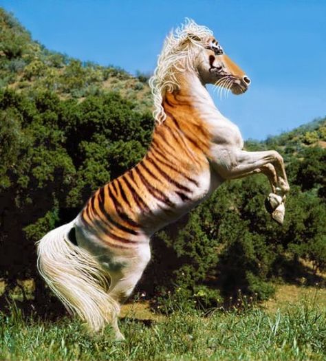 Even more rare than the Maltese Tiger and the Golden Tiger... the Horse Tiger, thought to have never existed. - Imgur Animal Mashups, Horse Halloween Costumes, Hybrid Animals, Rare Horses, Paint Horses, Horse Costumes, Animals Pictures, Most Beautiful Horses, Majestic Horse