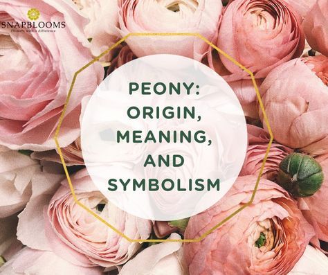 Peony: Origin, Meaning, and Symbolism Peony Flower Meaning, Pink Peony Tattoo, Pagan Tattoos, Peony Meaning, Peony Flower Tattoos, Tat Inspiration, Peony Colors, Flower Tattoo Meanings, Yellow Peonies