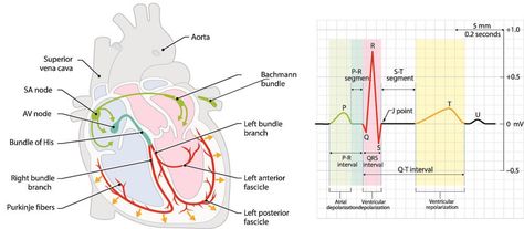 Heart conduction system – PR interval corresponds to atrial activity Heart Conduction System, Heart Conduction, Conduction System Of The Heart, Pr Interval, Note Ideas, Medical, Science, Map